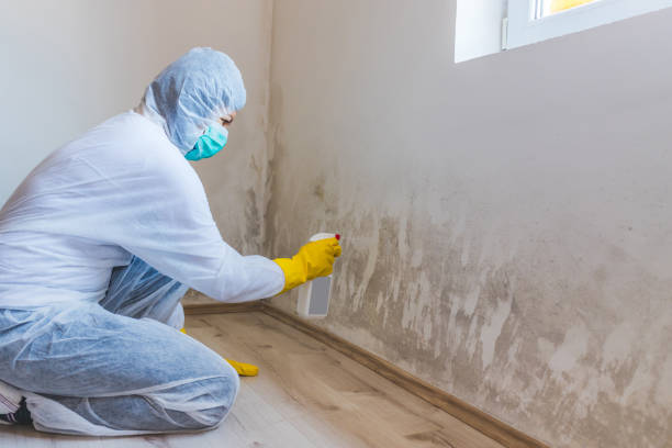 Licensed Mold Remediation service in Sparta, IL - WQB Mold Removal